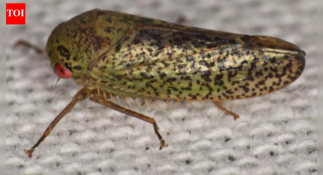 What makes frog-like leafhoppers one of the strangest insects in the wild: How they live, eat, and stay hidden in plain sight