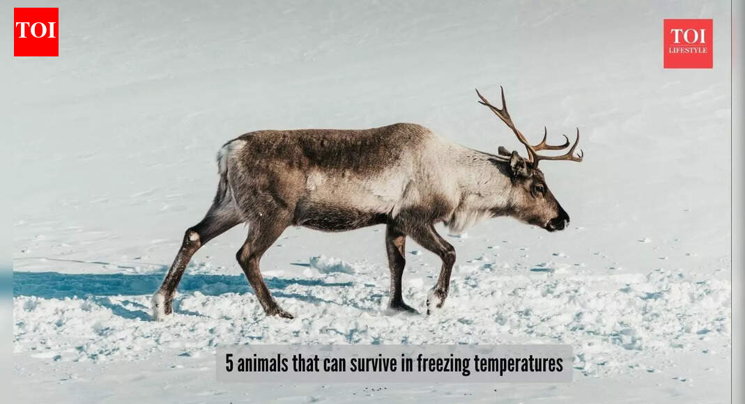 5 animals that can survivein extremely cold temperatures
