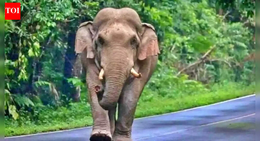 Tusker topples over vehicle, close shave for passengers