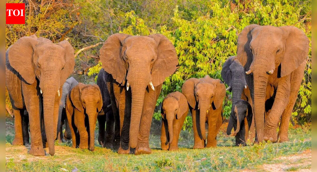 Ganjam farmers spend sleepless nights as 70 elephants camp in the area