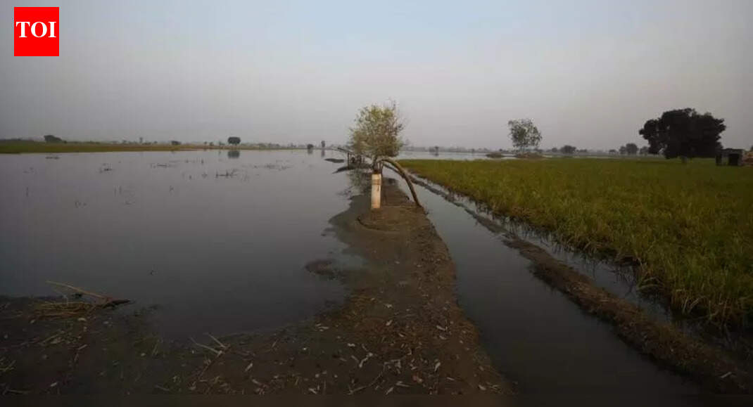 Behind steep fall in Haryana stubble fires this year: Wet fields & farm ...