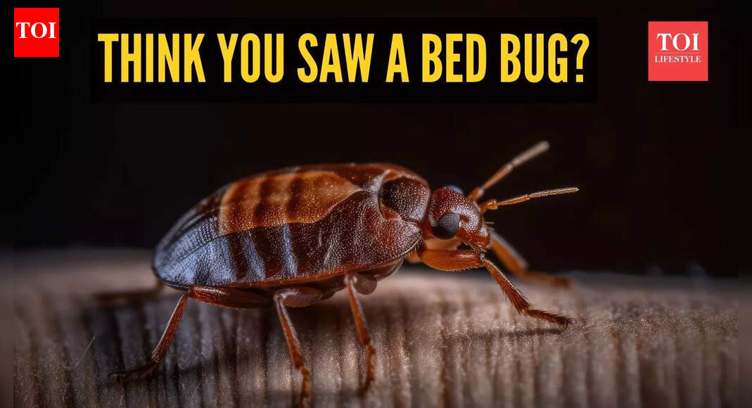 Think you saw a bed bug? These 10 look-alike insects might be the real culprit