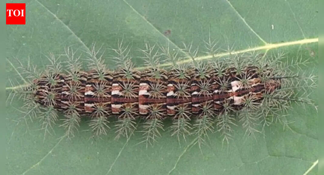Lonomia obliqua: The deadly ‘dancing’ caterpillar that could kill you within hours