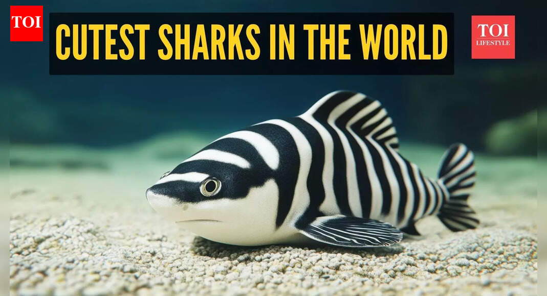 10 sharks that are so cute you’d actually want to meet