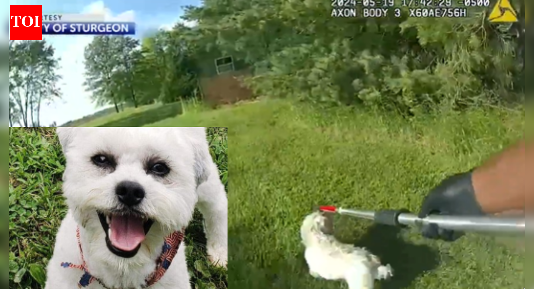 'Teddy did not deserve this': Sturgeon city to pay $500K after cop shoots blind, deaf dog; settlement follows outrage