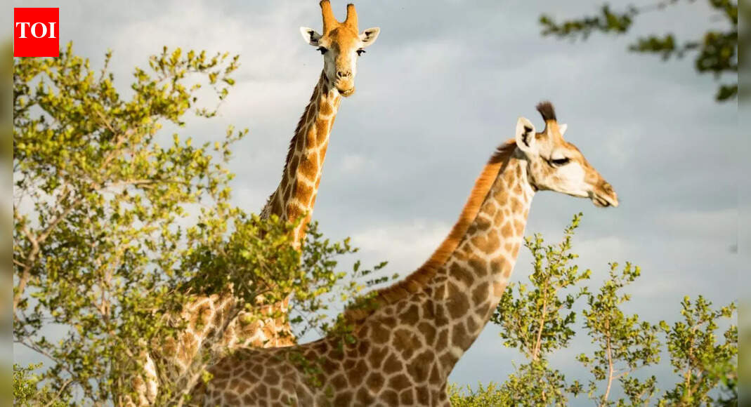 How giraffes survive on less than two hours of sleep and still stay alert to predators in the wild