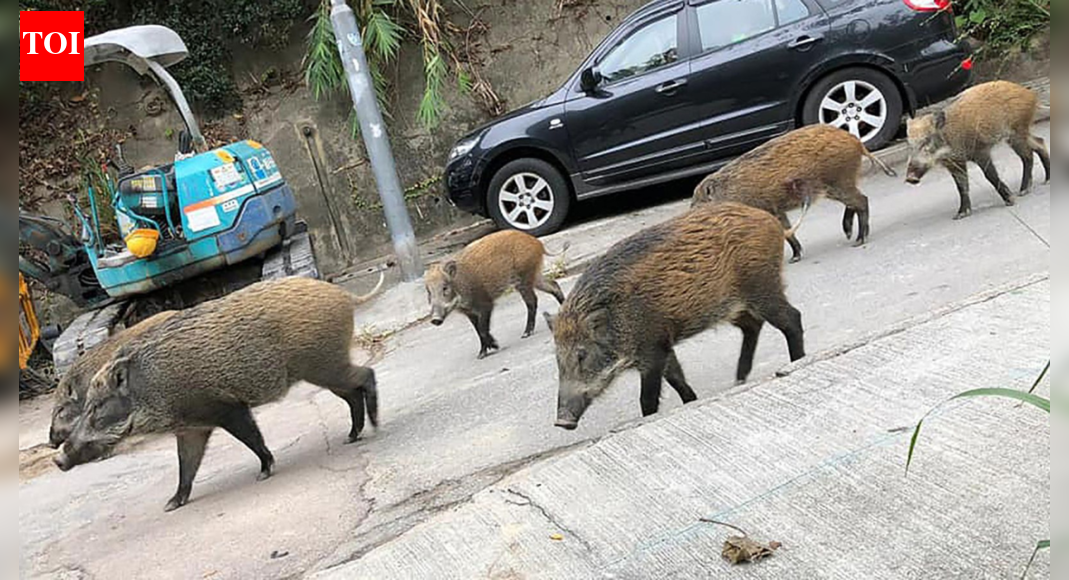 Experts warn wild boar culling is harming forest ecology and increasing human animal conflict