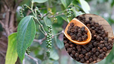 How to grow black pepper at home in winter: Tips for healthy plants and homegrown spice