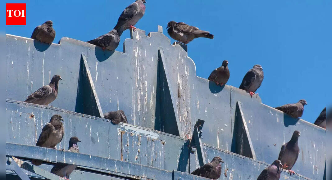 How to clean pigeon poop from your balcony: Effective tips to remove droppings | – The Times of India