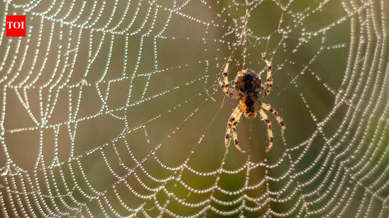 8 ways to prevent spiders from making webs in your home!