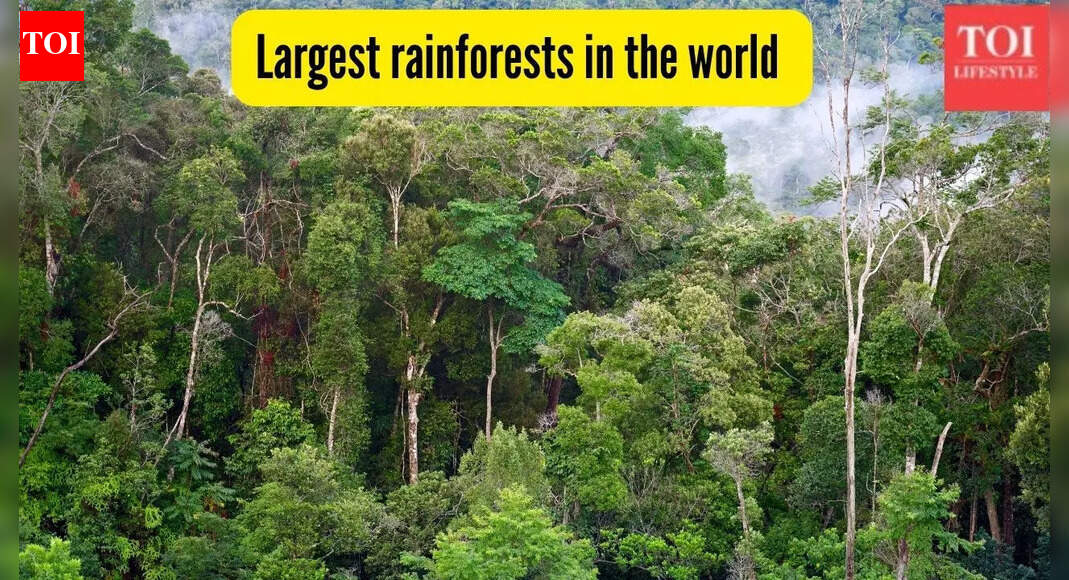 10 of the largest rainforests in the world and where to find them