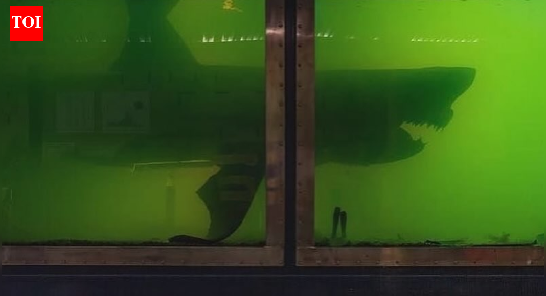How a haunting video revealed a dead shark floating in a dark tank at an abandoned zoo