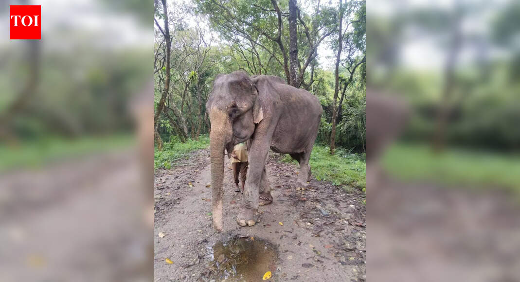 In harvest season, jumbo deaths surge in Assam paddy fields