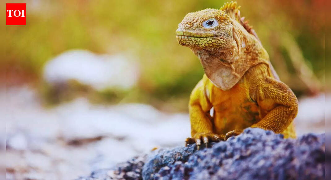 5 national parks to visit in South America for adventure lovers