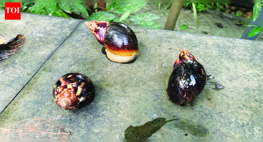 Residents take measures to combat giant African snails