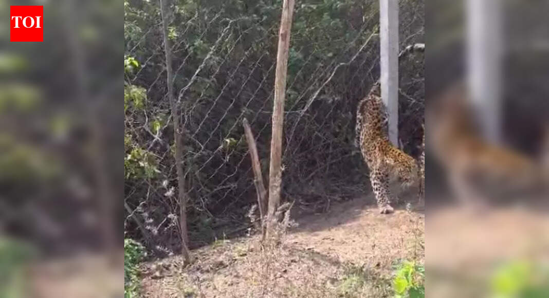 Leopard rescued from wire fence near Yavatmal | Nagpur News - The Times ...