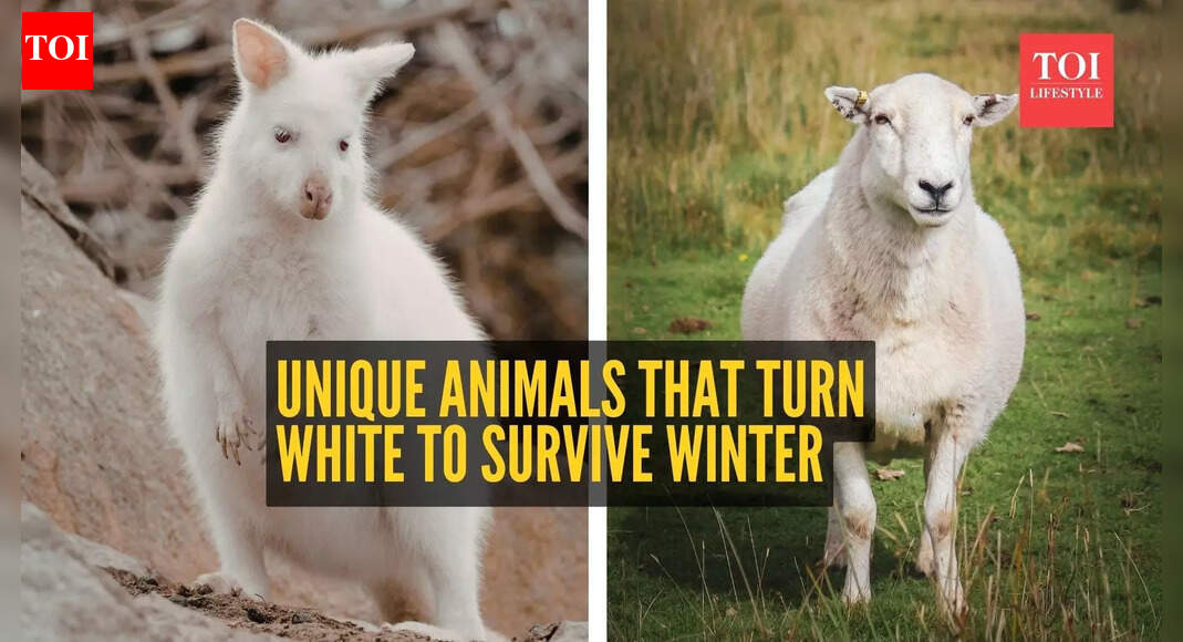 7 animals that turn white to survive winter