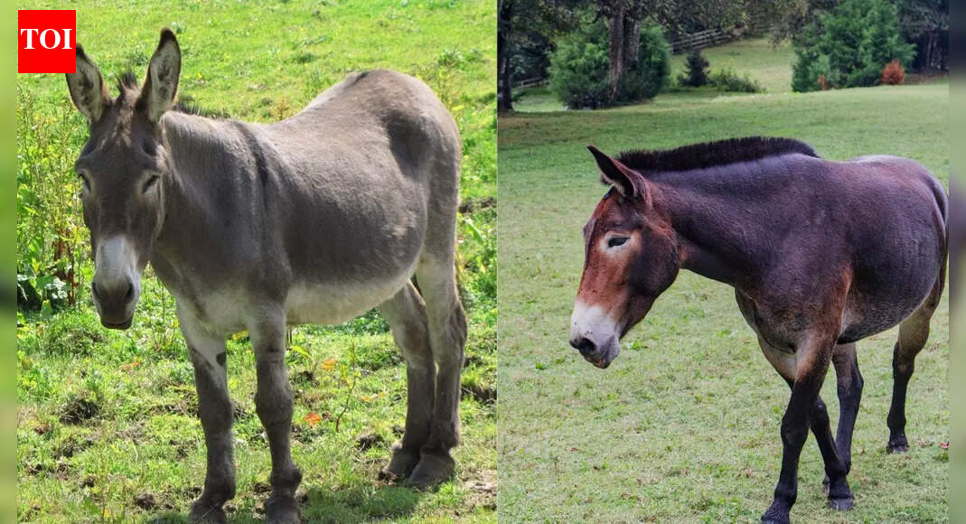 Donkeys vs. Mules: Comparing lifespan, physical traits, behaviour, and care needs