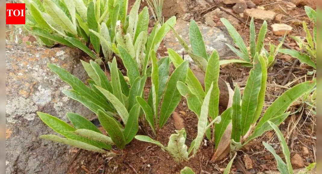 A tree that never stands above the ground: Explore the underground species that flower, store water, and survive fires invisibly