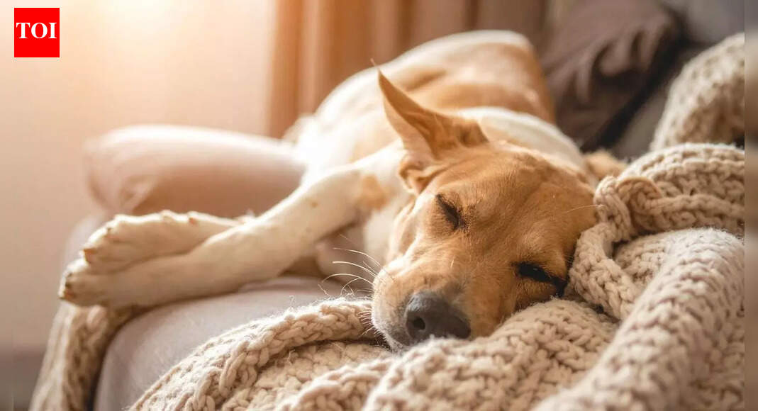 What your dog’s sleep positions indicate about their mood and behaviour: 6 common sleeping postures
