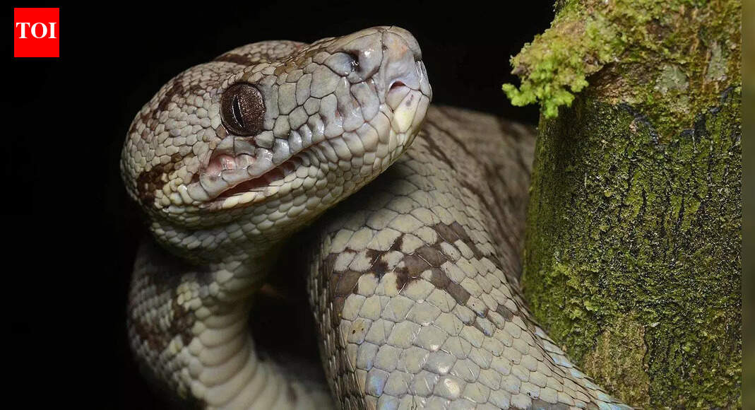 Amazon tree boa: How this snake moves, hunts and survives in trees