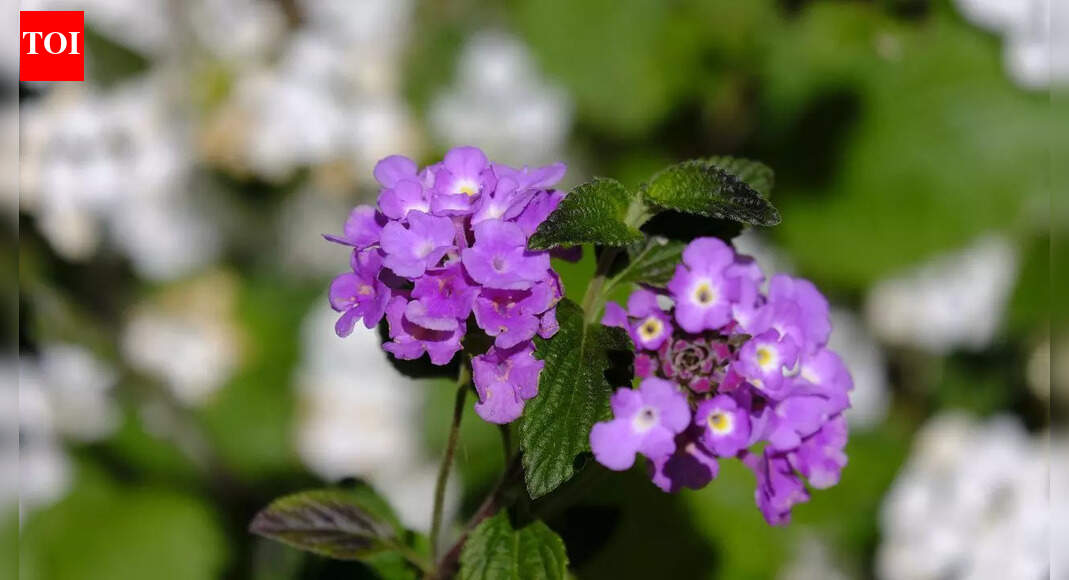 The lantana plant that refuses to die even in extreme heat and still blooms like crazy