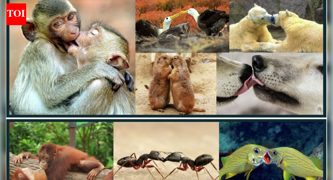 Lip-Lock legacy: Humans inherited kissing from apes; origins trace back 21mn years