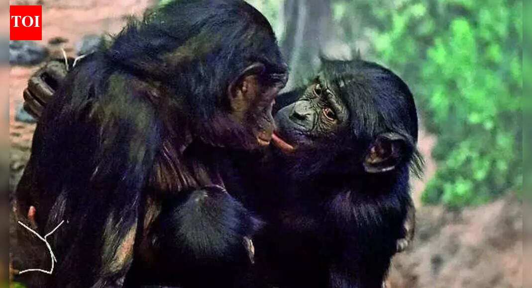 Research Reveals Kissing Dates Back to Ape Ancestors 21 Million Years Ago - Article illustration from Times of India