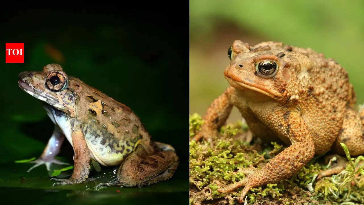 Are All Frogs And Toads Amphibians