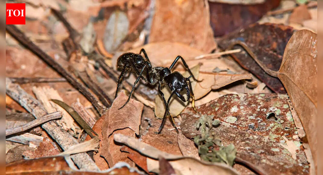 Meet the largest ant in the world: The giant Dinoponera, a powerful predator of the rainforest