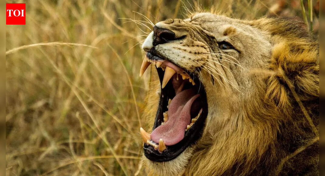 Lions are sending coded messages in their roars, and AI can finally hear what we can’t