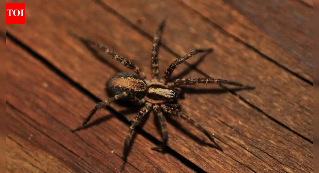 7 surprising ways your home is attracting spiders