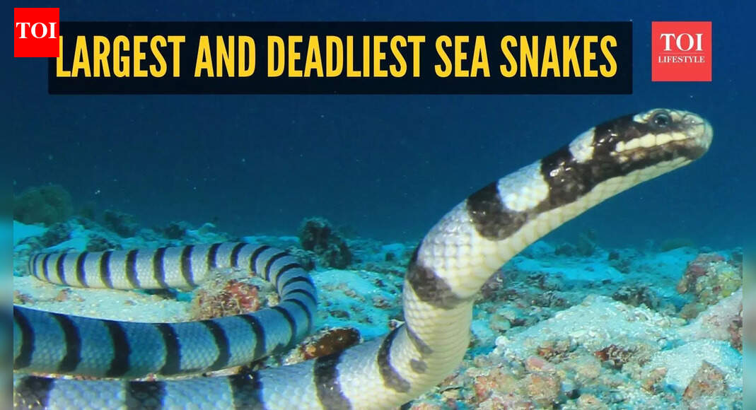 Meet the largest and deadliest sea snakes in the world