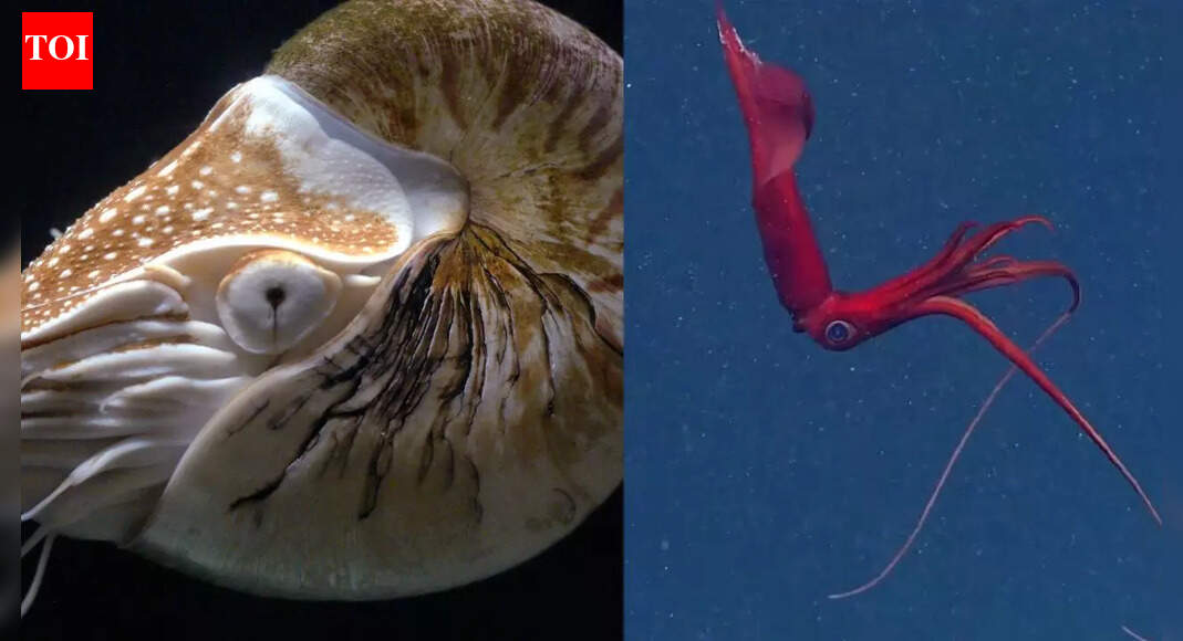 8 deep-ocean creatures with unique traits for life in complete darkness