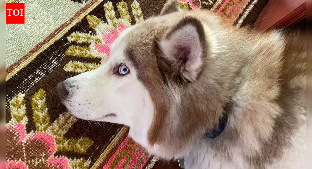 Why does your dog keep giving you the side eye