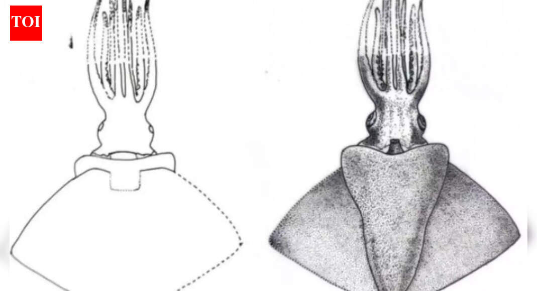 Rare deep-sea squid discovered in Kerala revealing a mysterious new species hidden in the deep for millions of years