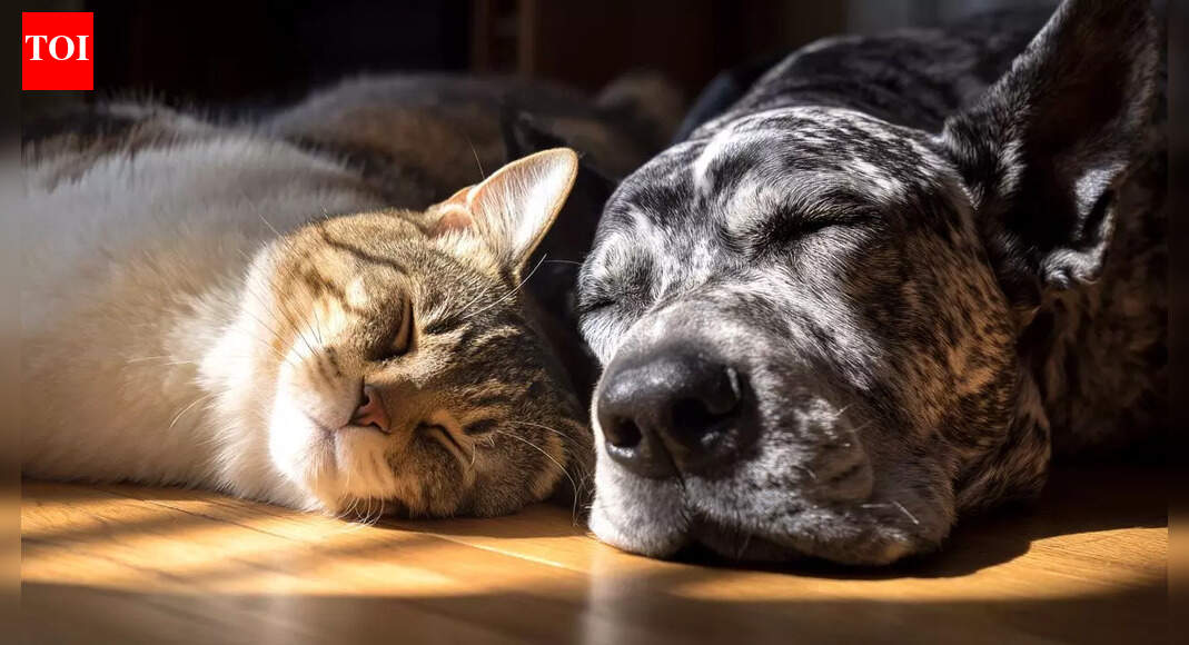 Are dogs and cats enemies? The truth behind the age-old rivalry
