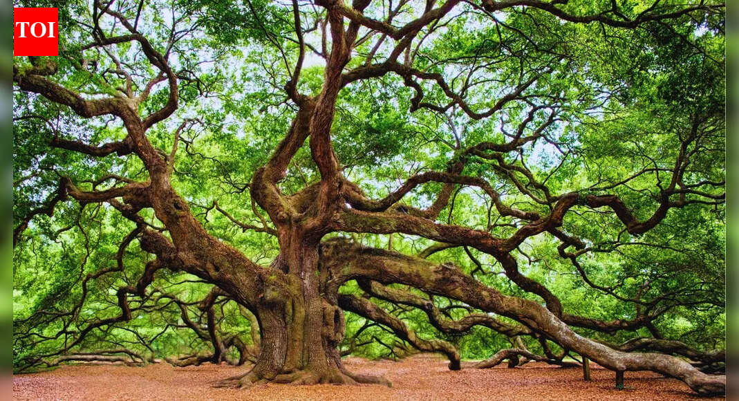 6 oldest living trees from around the world; and where to find them
