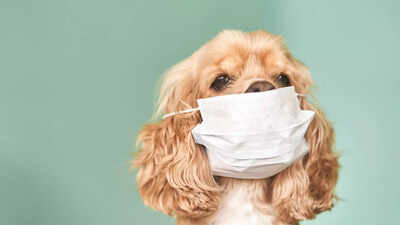 How polluted air in Delhi causes breathing issues and bronchitis in dogs
