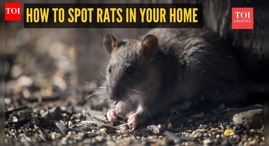 How to spot rats in your home before they become a bigger problem