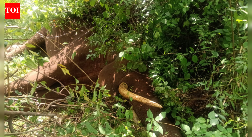 Tusker found dead on private land near Coimbatore