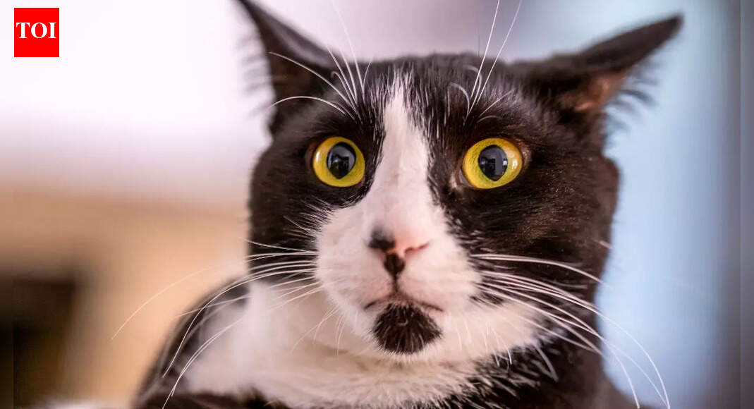 Dementia in cats: How to recognise and support your cat