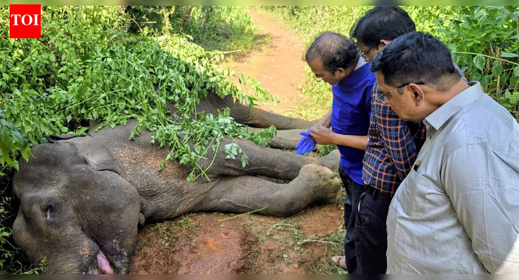 Chandaka elephant dies of ‘herpes’; infighting kills tusker in Baripada