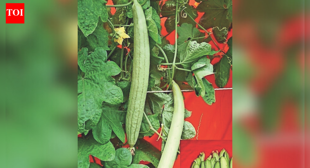 A unique ‘torai’ that can ‘rice’ to the occasion