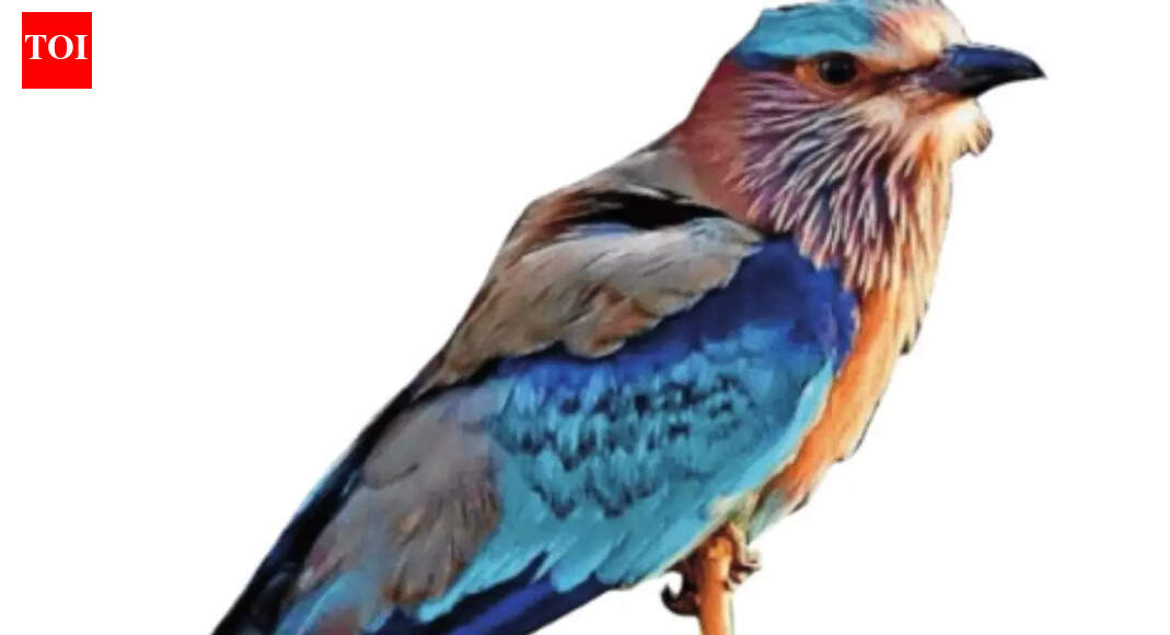 Turbulent skies for Telangana’s state bird