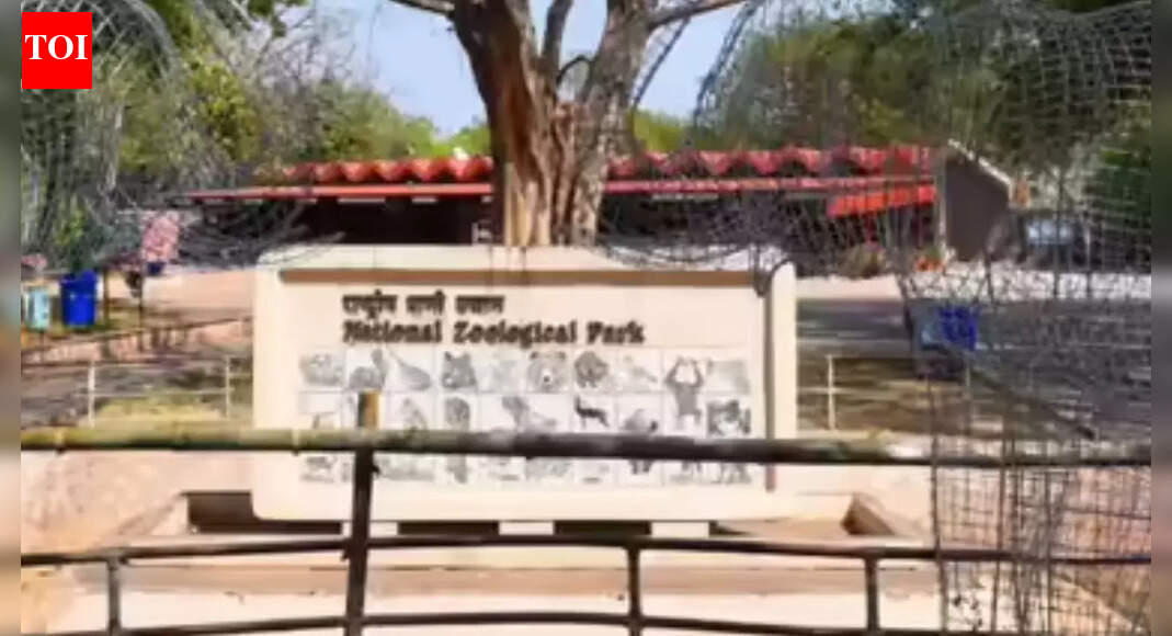 Few jackals escape from enclosure at Delhi zoo; search teams deployed