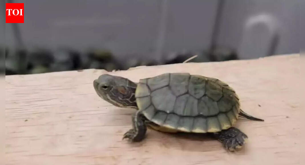 Rare turtle bust : Two traffickers arrested in UP; animals destined for Uttarakhand seized