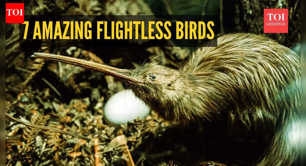 7 amazing flightless birds and their shocking survival secrets - The ...