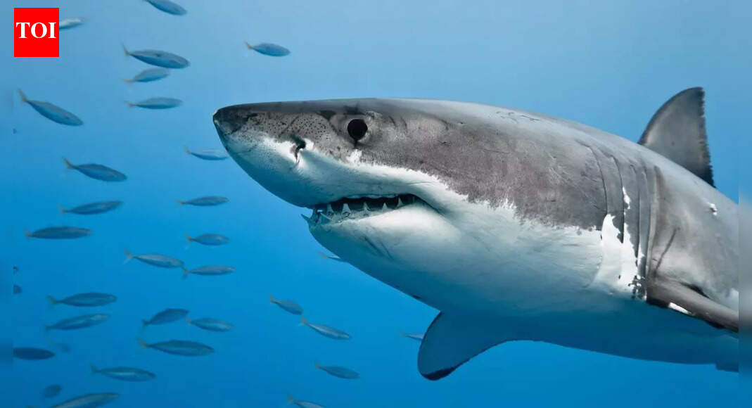 The colours that attract sharks fastest in the ocean: How contrast increases your visibility