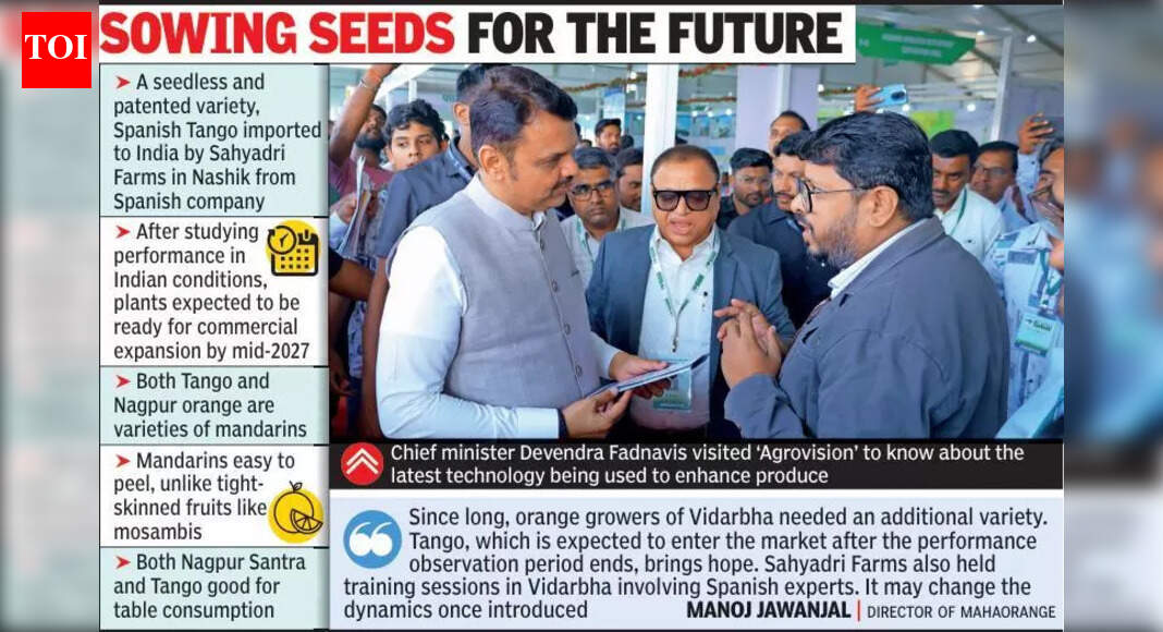 Spanish Tango mandarin expected to enter Vidarbha orange orchids by 2027